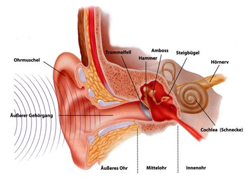 Illustration des Ohrinnenrings